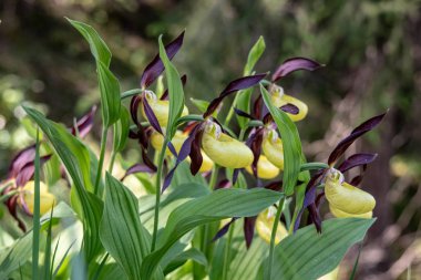 İsviçre Alpleri'ndeki ormanda Sarı bayan terlik orkidelerinin (Cypripedium) görünümü