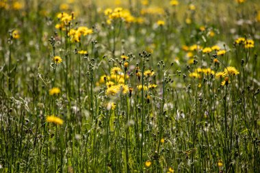 İsviçre Alpleri.Focus bir çayırda yabani sarı çiçekler görünümü ön planda