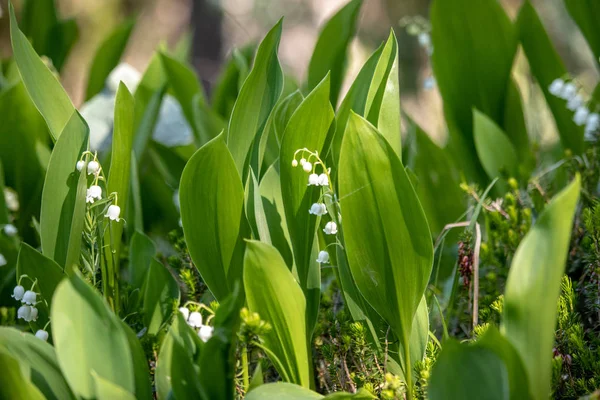 Pohled Lilii Údolí Švýcarských Alpách — Stock fotografie