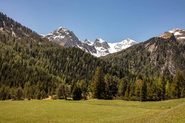 Vista Montanhas Nevadas Atrás Montanhas Arborizadas Verdes Céu Azul Alpes — Fotografia de Stock