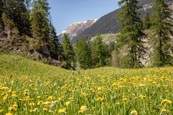 View of snowy mountains behind green wooded mountains at blue sky in swiss alps