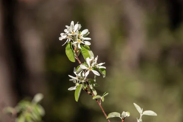 Vista Amelanchier Shadbush Shadwood Shadblow Contra Fundo Borrado Nos Alpes — Fotografia de Stock