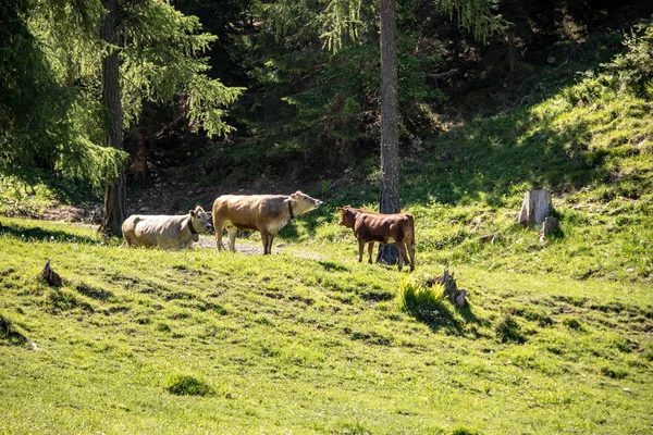 View Cow Herd Swiss Alps Meadows Mountains Spring Sunshine — Stock Photo, Image