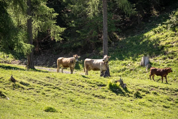 View Cow Herd Swiss Alps Meadows Mountains Spring Sunshine — Stock Photo, Image