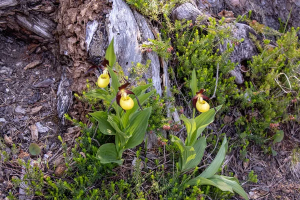 Tekintettel Sárga Női Papucs Orchideák Cypripedium Erdőben Svájci Alpokban — Stock Fotó