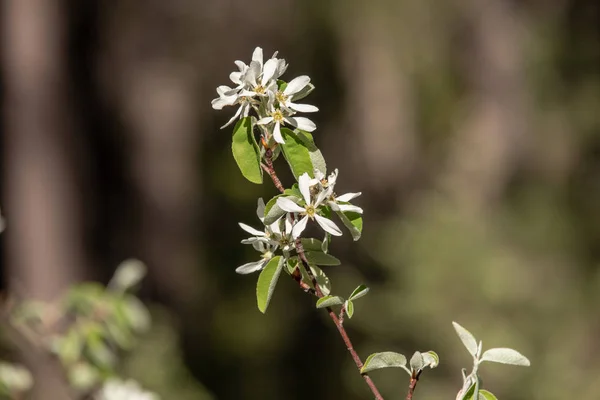 Vista Amelanchier Shadbush Shadwood Shadblow Contra Fundo Borrado Nos Alpes — Fotografia de Stock