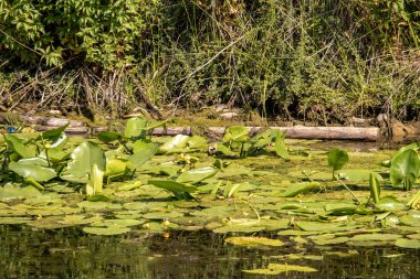 Şehir ve Lindenau limanı arasında Leipzig'de nilüferler, kuşlar ve böceklerle Karl Heine kanalının görüntüsü.