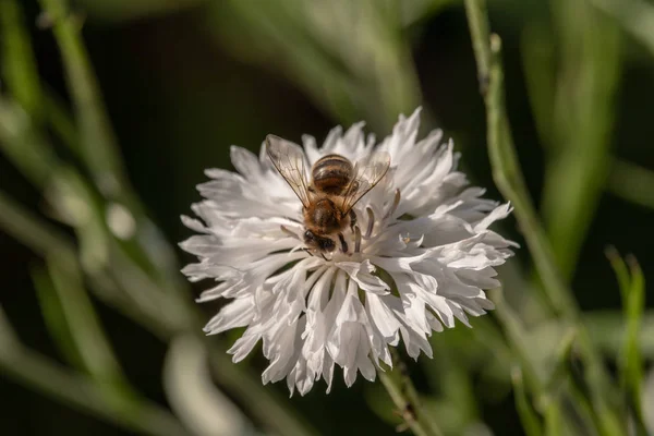 Vista Uma Abelha Néctar Coletando Uma Flor Branca Com Fundo — Fotografia de Stock