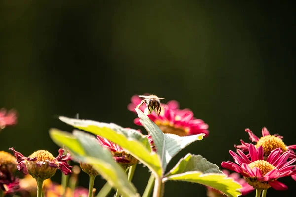 Imagem Uma Abelha Aproximando Com Uma Folha Verde Com Flores — Fotografia de Stock