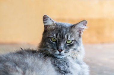 Şirin gri kedi arıyorum