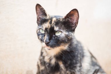 Şirin brindle kedi arıyorum