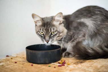 Gri kedi yem yeme