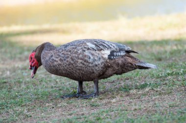 Çim yeme üzerinde ördek