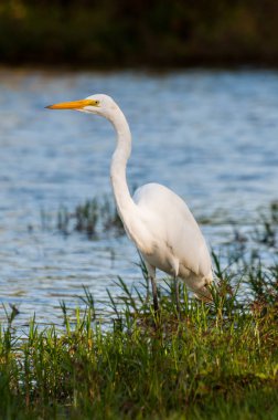 Heron çim göle yakın: