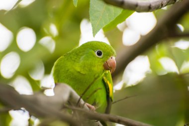Ağacında şirin muhabbet kuşu
