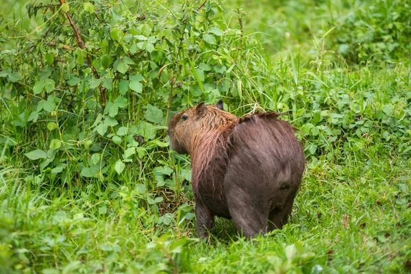 Capybara Στο Δάσος — Φωτογραφία Αρχείου