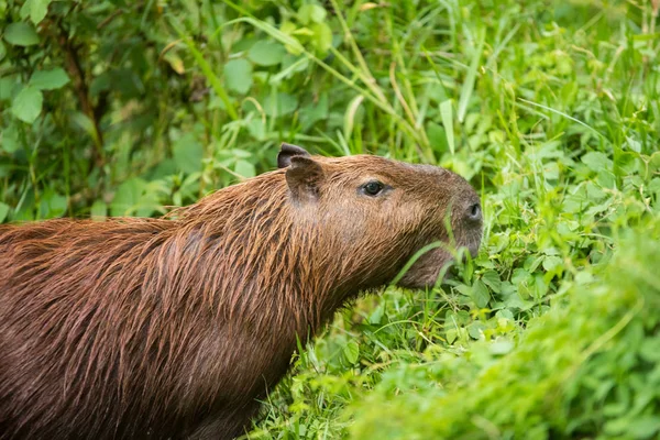 Capybara Στο Δάσος — Φωτογραφία Αρχείου
