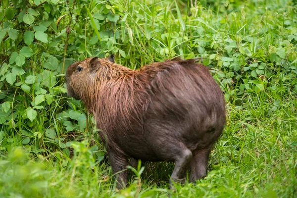 Capybara Στο Δάσος — Φωτογραφία Αρχείου