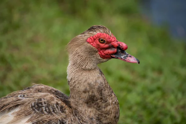 Duck Grass Looking — Stock Photo, Image