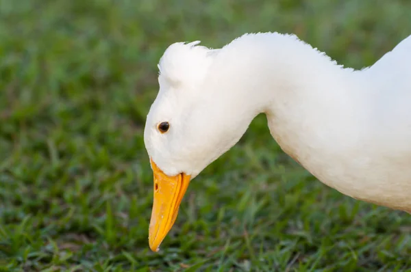 Pato Grama Olhando Para Baixo — Fotografia de Stock