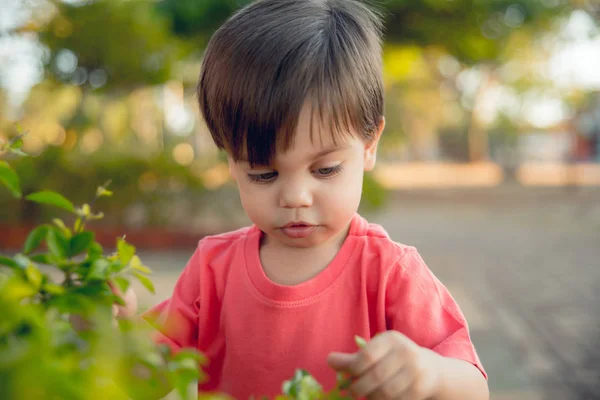 Schattige Baby Jongen Peuter Buurt Van Groene Bladeren — Stockfoto