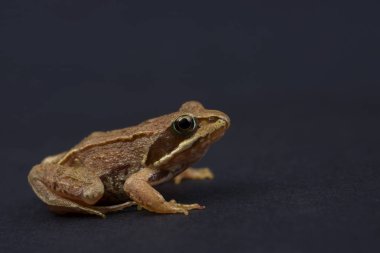 Kurbağa bir siyah arka plan izole. Kurbağa.