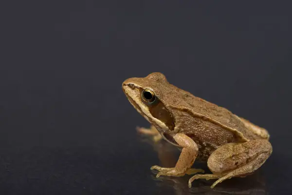 Sapo Num Fundo Preto Isolado — Fotografia de Stock