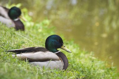 Drake. Ördek. Döl. Yaban ördeği.