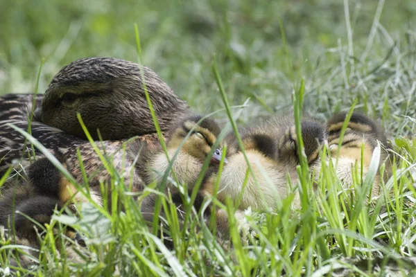 Eend Met Eendjes Kuikens Drake Eend Nageslacht Wilde Eend — Stockfoto