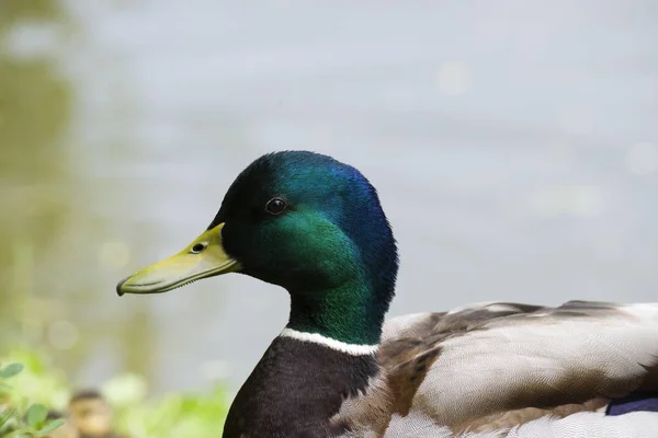 Drake Ördek Döl Yaban Ördeği — Stok fotoğraf