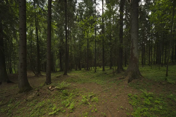 Ormanda Yolunu — Stok fotoğraf