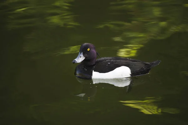 Crested Blacken Pato Pato Preto Com Tufo Pato Pato Selvagem — Fotografia de Stock