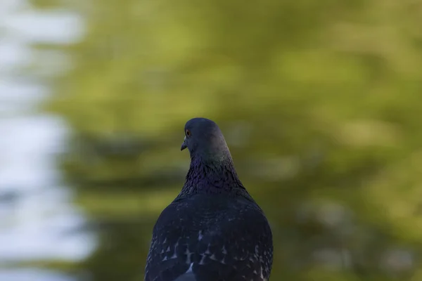 Dove Seeking Food Portrait Pigeon Wild Bird Dove Sits Water — Stock Photo, Image