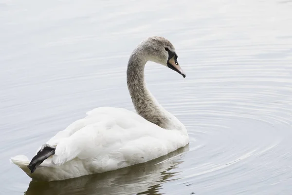 Белый Лебедь Плавает Большом Озере Белый Лебедь — стоковое фото