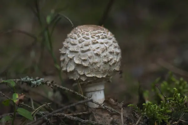 Amanita Giftpilz Wachsen Wald Amanita Muscaria — Stockfoto