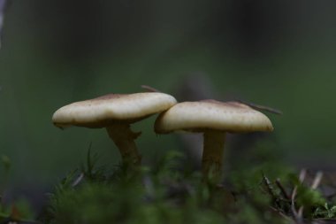 Toadstool. Zehirli mantar. Ormanda büyüyen.