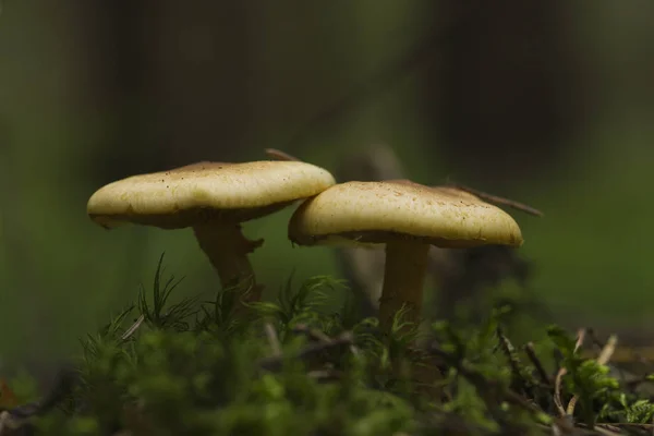 Fliegenpilz Giftpilz Wachsen Wald — Stockfoto