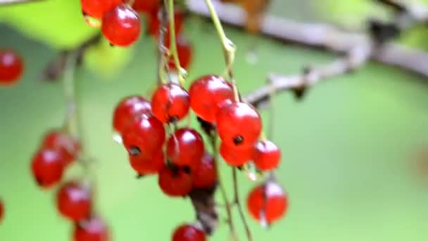 Ein Zweig Rote Johannisbeere Mit Grünen Blättern Rote Johannisbeere Vitamine — Stockvideo