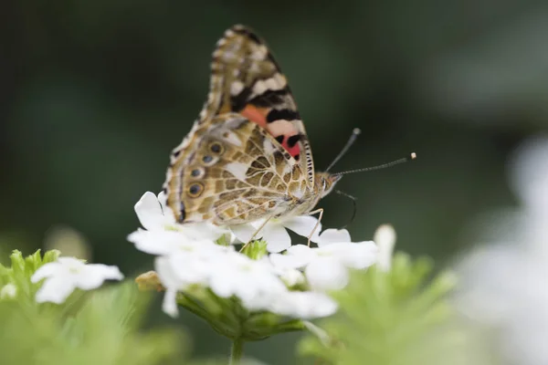 Butterfly Admiral. A butterfly sits on a flower. Admiral. Admiral - Vanessa atalanta Butterfly