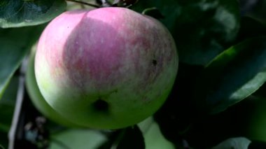 Bir dalda olgun elmalar. Yerde olgun elmalar var. Elma