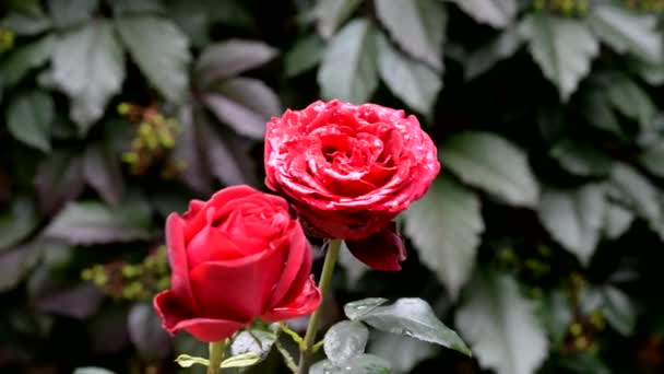 緑の葉を背景に 新鮮な赤いバラの花 赤いバラは露で覆われている レッドローズ — ストック動画