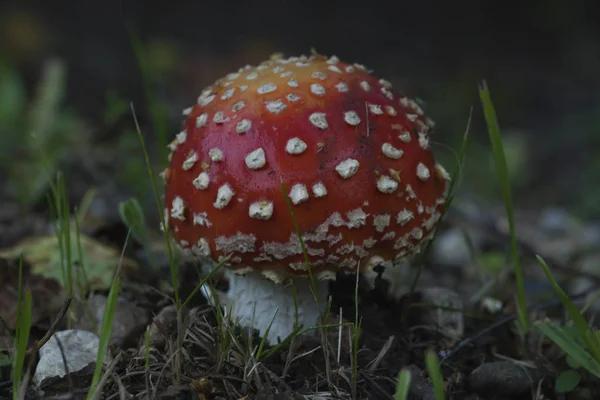 Amanita Giftpilz Wachsen Wald Amanita Muscaria — Stockfoto