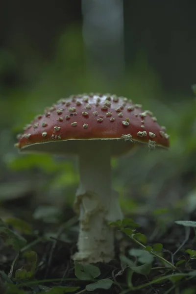 Amanita Myrkyllinen Sieni Kasvaa Metsässä Amanita Muscaria — kuvapankkivalokuva