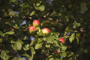 Bir dalda olgun elmalar. Yerde olgun elmalar var. Elma