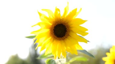 Yaz aylarında bir tarım alanında sarı ayçiçeği. Bir parkta sabah güneşinde ayçiçeği.