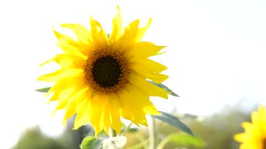 Yaz aylarında bir tarım alanında sarı ayçiçeği. Bir parkta sabah güneşinde ayçiçeği.