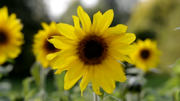 Girassol Amarelo Campo Agrícola Verão Girassol Sol Manhã Parque — Vídeo de Stock