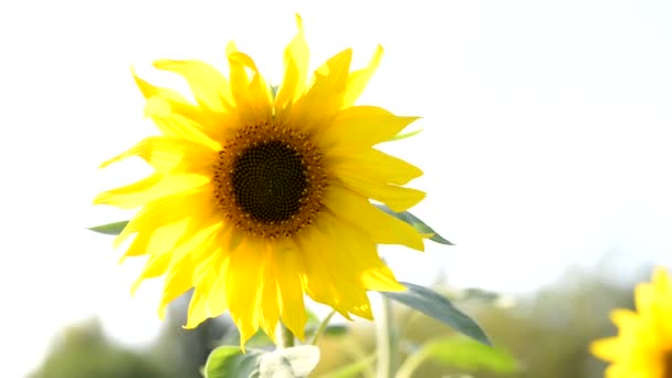 Girassol Amarelo Campo Agrícola Verão Girassol Sol Manhã Parque — Vídeo de Stock