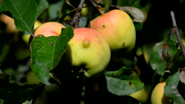 Pommes Mûres Sur Une Branche Pommes Mûres Sur Sol Pommes — Video