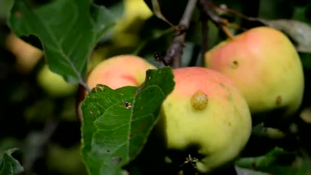 Rijpe Appels Een Tak Rijpe Appels Grond Appels — Stockvideo